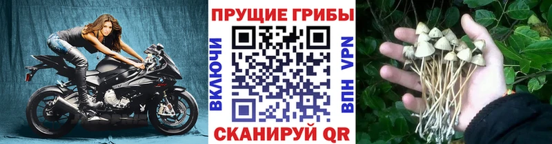 сайты даркнета как зайти  Новое Девяткино  Псилоцибиновые грибы Cubensis 